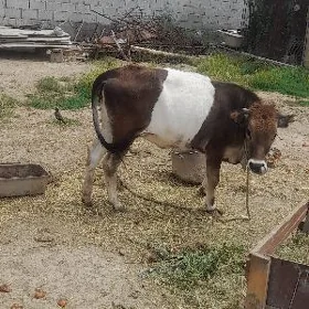 Ala sygyr