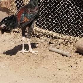 Horaz