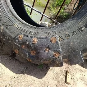 tigr kepce 2 koplyk