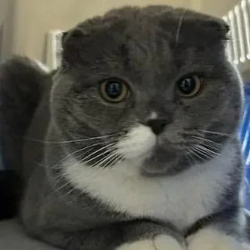 Шотландская кошка