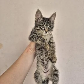 отдадим котёнка в добрые руки