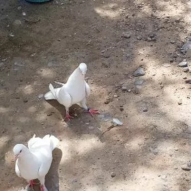 kepderi