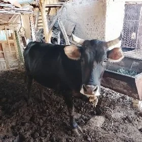 bakylan sygyr