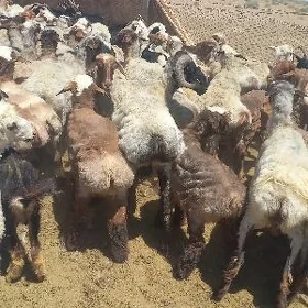 Goç