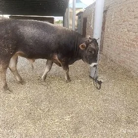 şwes öküz