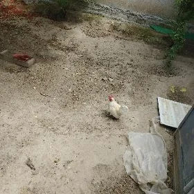 karlik