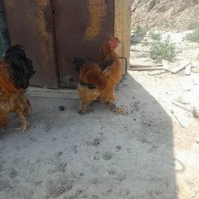 brama horaz