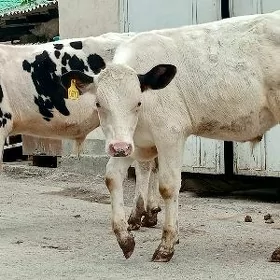 Öküz Tüwe Göle
