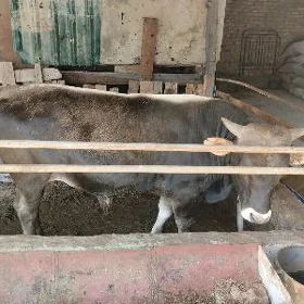 ÖKÜZ