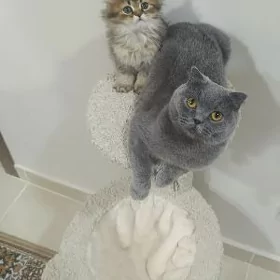 Домашние животные