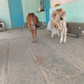 Göle