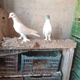 kepderi