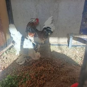 karlik