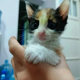 Котята