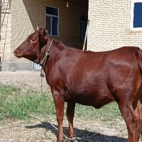 бомба семиз унаджынлар