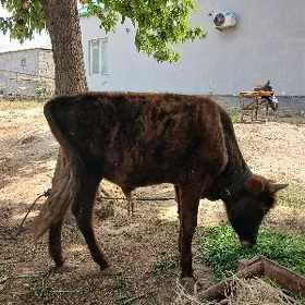 öküz