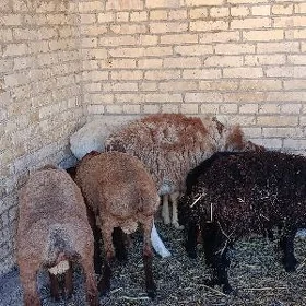 семиз кочкарлар