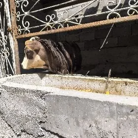 Őkuzce
