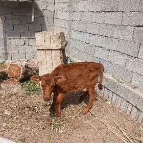 tvwe göle