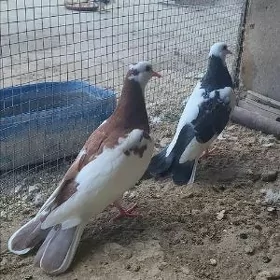 кепдер