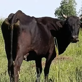 Göleli sygyr