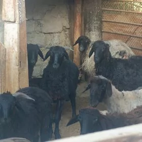 IŞŞEK