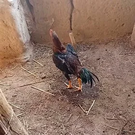 Horaz