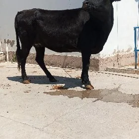 sygyr