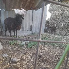işşek