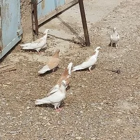 kepderi