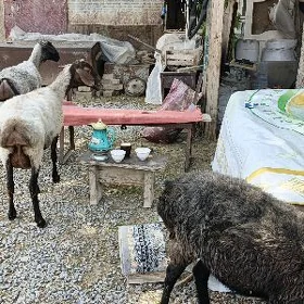 goýun erkeç