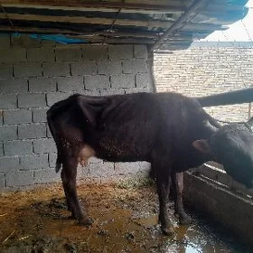 ANGUS  TOHUM  BOGAZ  SYGYR