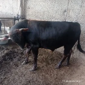 ökũz