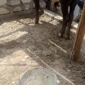 Öküzçe