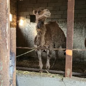 ÿaş dùye