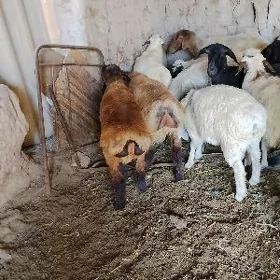 Gurbanlyk ucin kockarlar