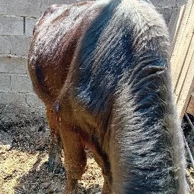 iki sany bakylan öküz