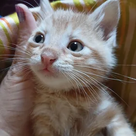 Котята