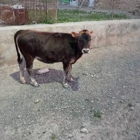 sygyr mal