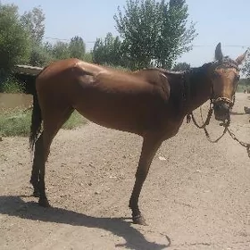 baytal