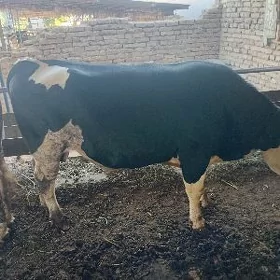 paroda okuzler