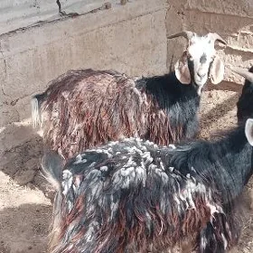 гечи