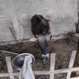 Okuzce, 7 aylyk