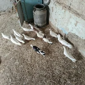 kepderi.