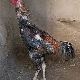 хораз