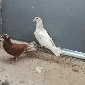 kepderi.