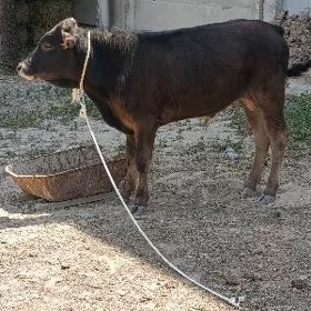 ŞWES ÖKÜZ