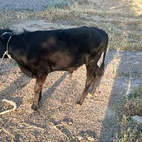 Okuzce