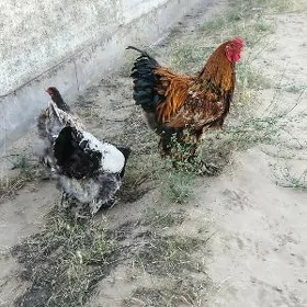 Brama towuk