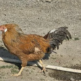towuk horaz